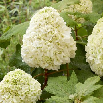 Tammihortensia Tara