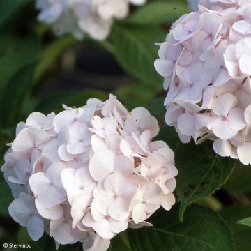 Jalohortensia Rahic