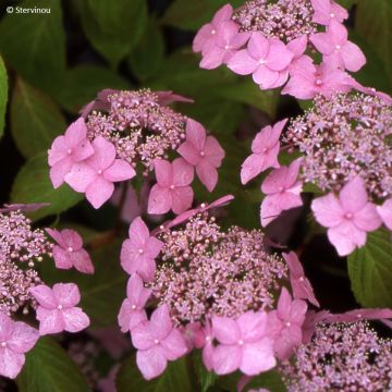 Safiirihortensia Bleuet