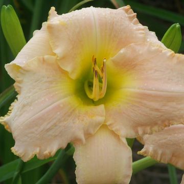 Tarhapäivänlilja Hemerocallis Bel Air Dawn