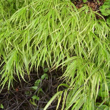 Hakoneheinä Albostriata