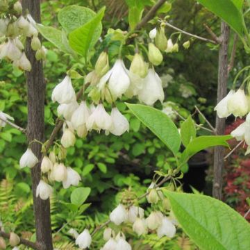 Karolinanvitikellopuu - Halesia carolina