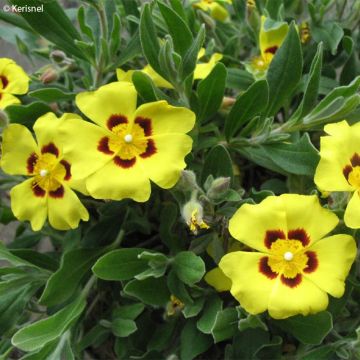 Päivännoutokasvit - Halimium lasianthum subsp. formosum