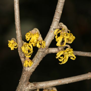 Japanintaikapähkinä Zuccariniana