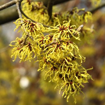 Amerikantaikapähkinä - Hamamelis virginiana