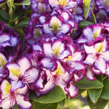 Alppiruusu INKARHO Happydendron Pushy Purple