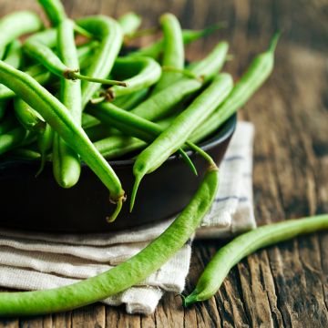 Tarhapapu Vanilla - Vilmorin