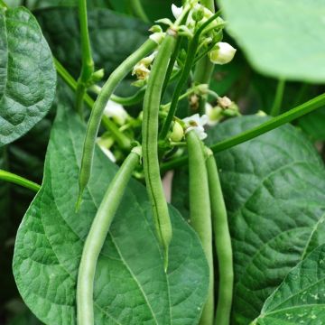 Salkopapu Neckarkonigin luomu - Phaseolus vulgaris