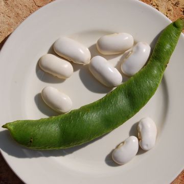 Salkopapu Soissons Vert