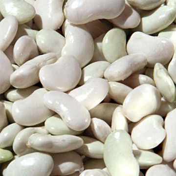 Salkopapu maïs type Tarbais
