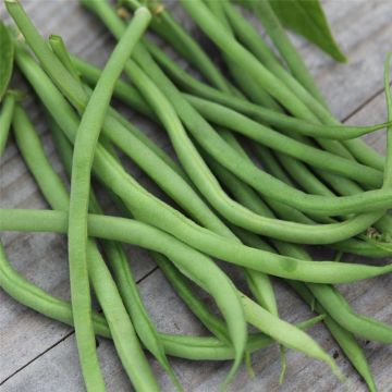 Palkoineen syötävä tarhapapu Fin de Bagnols - Ferme de Sainte Marthe