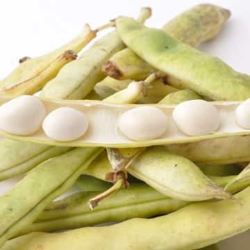 Tarhapapu Cocagne - Vilmorin