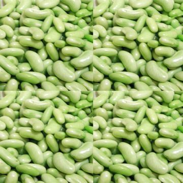 Tarhapapu - Phaseolus vulgaris