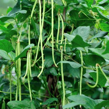 Palkoineen syötävä tarhapapu Delinel - Phaseolus vulgaris