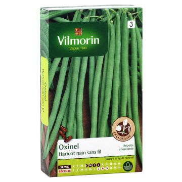Palkoineen syötävä tarhapapu Oxinel - Vilmorin