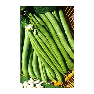 Salkopapu Soissons gros blanc