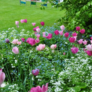 Vaaleanpunainen tulppaaniharmonia