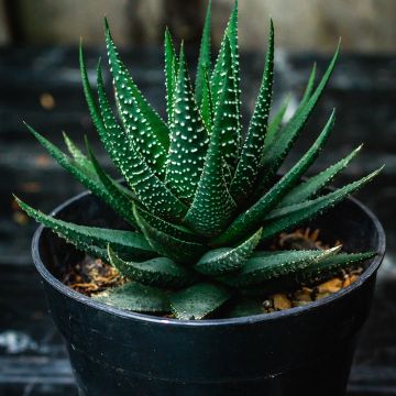 X Gasworthia