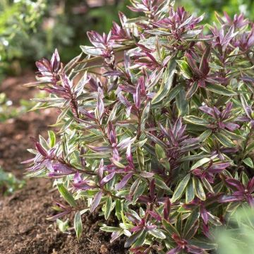 Pensastädyke Purple Shamrock