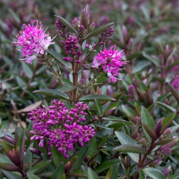 Pensastädyke Raspberry Ripple