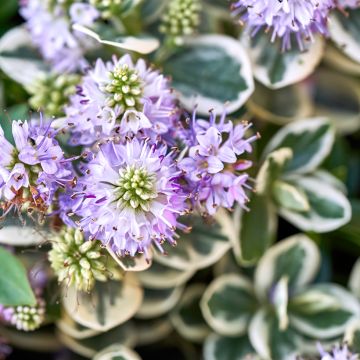 Pensastädyke Variegata
