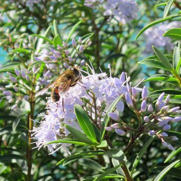 Pensastädyke - Hebe diosmifolia