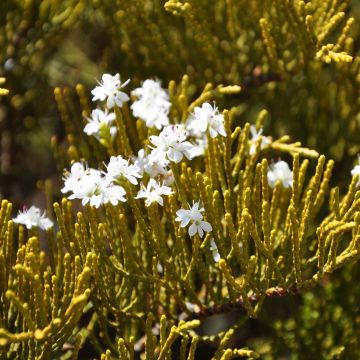 Pensastädyke - Hebe ochracea
