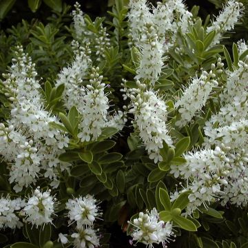 Pensastädyke - Hebe rakaiensis