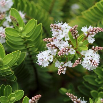 Pensastädyke - Hebe vernicosa