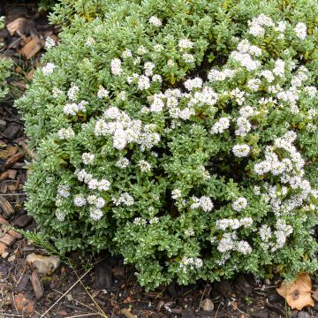 Pensastädyke - Hebe topiaria