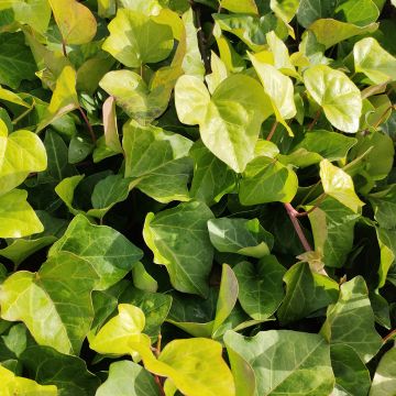 Algerianmuratti - Hedera algeriensis