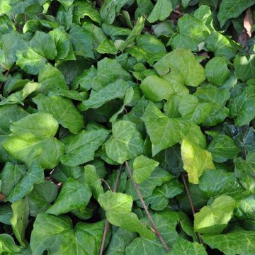Kaukasianmuratti - Hedera colchica