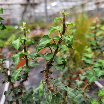Muratti Conglomerata