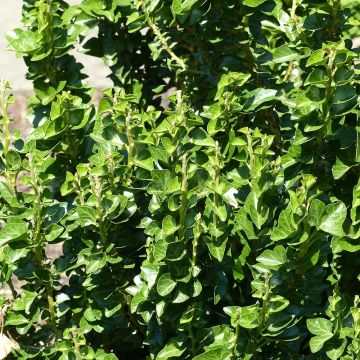Muratti Erecta
