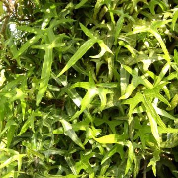 Muratti Sagittifolia