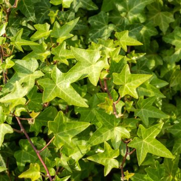 Muratti Shamrock