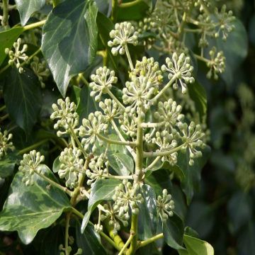 Irlanninvarjomuratti - Hedera hibernica