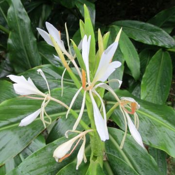 Tuoksuinkivääri - Hedychium forrestii