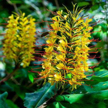 Hedychium gardnerianum