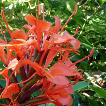 Tuoksuinkivääri - Hedychium deceptum