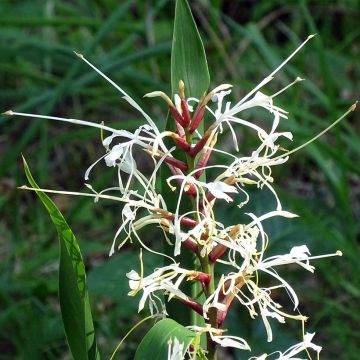 Tuoksuinkivääri - Hedychium villosum var. tenuiflorum