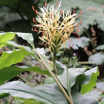 Tuoksuinkivääri - Hedychium yunnanense