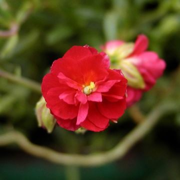 Päivännouto Cerise Queen