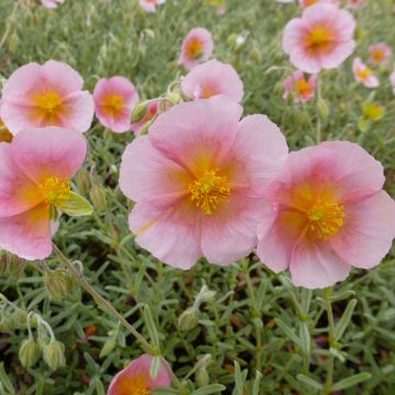 Päivännouto Rhodanthe Carneum