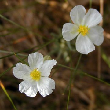 Valkopäivännouto - Helianthemum apenninum