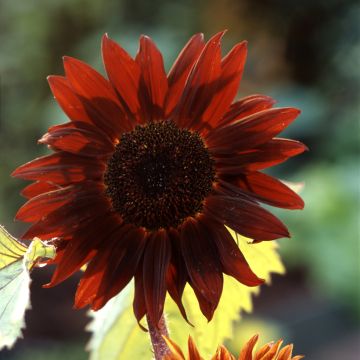 Isoauringonkukka F1 Claret (siemenet)