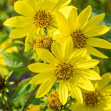 Jaloauringonkukka Lemon Queen