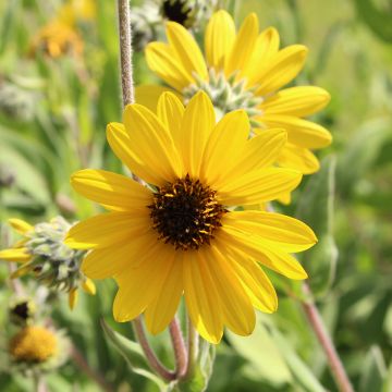 Nukka-auringonkukka - Helianthus mollis