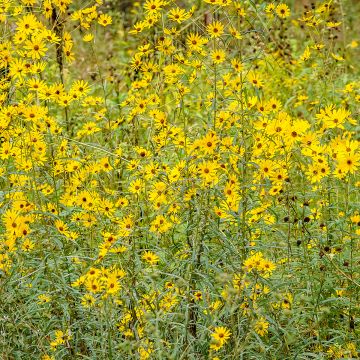Nauha-auringonkukka - Helianthus salicifolius