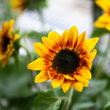 Isoauringonkukka F1 Helios Flame (siemenet)